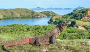 Best Time to Visit Komodo Weather and Cruise Tips