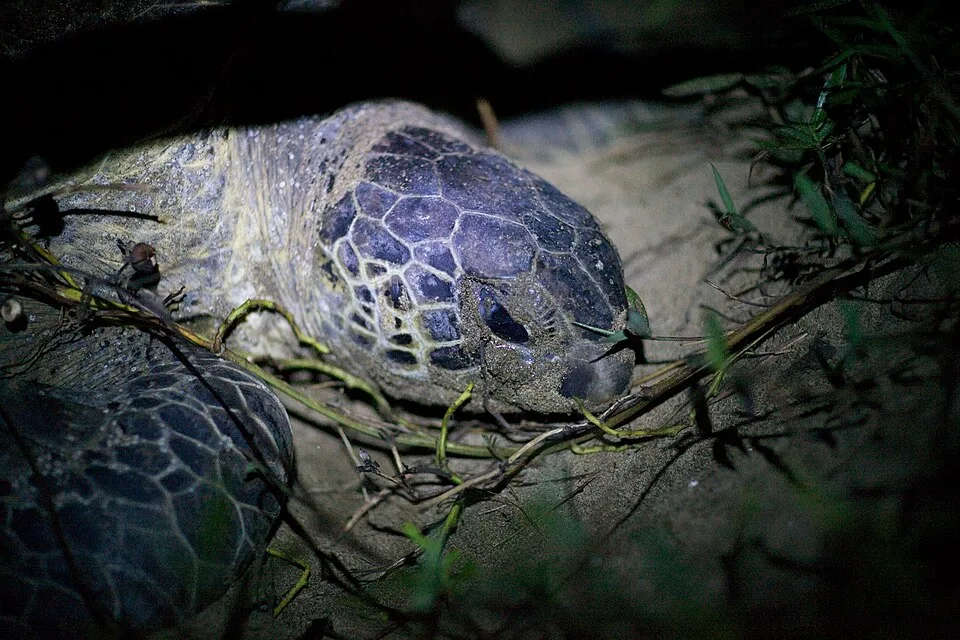 Green sea turtle nesting at Sukamade