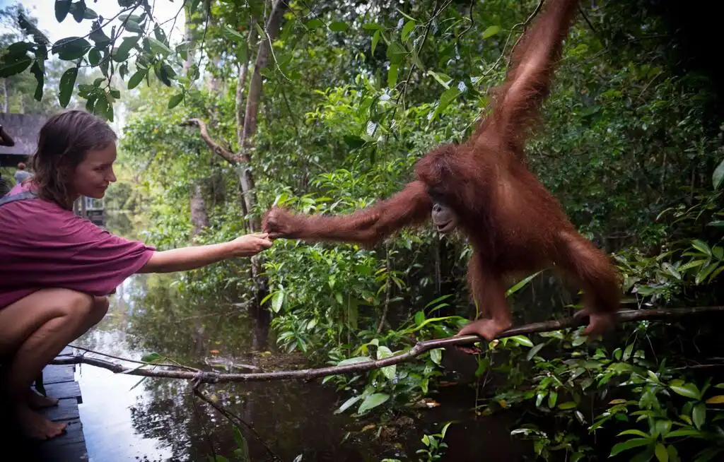 Humans and orangutans interaction