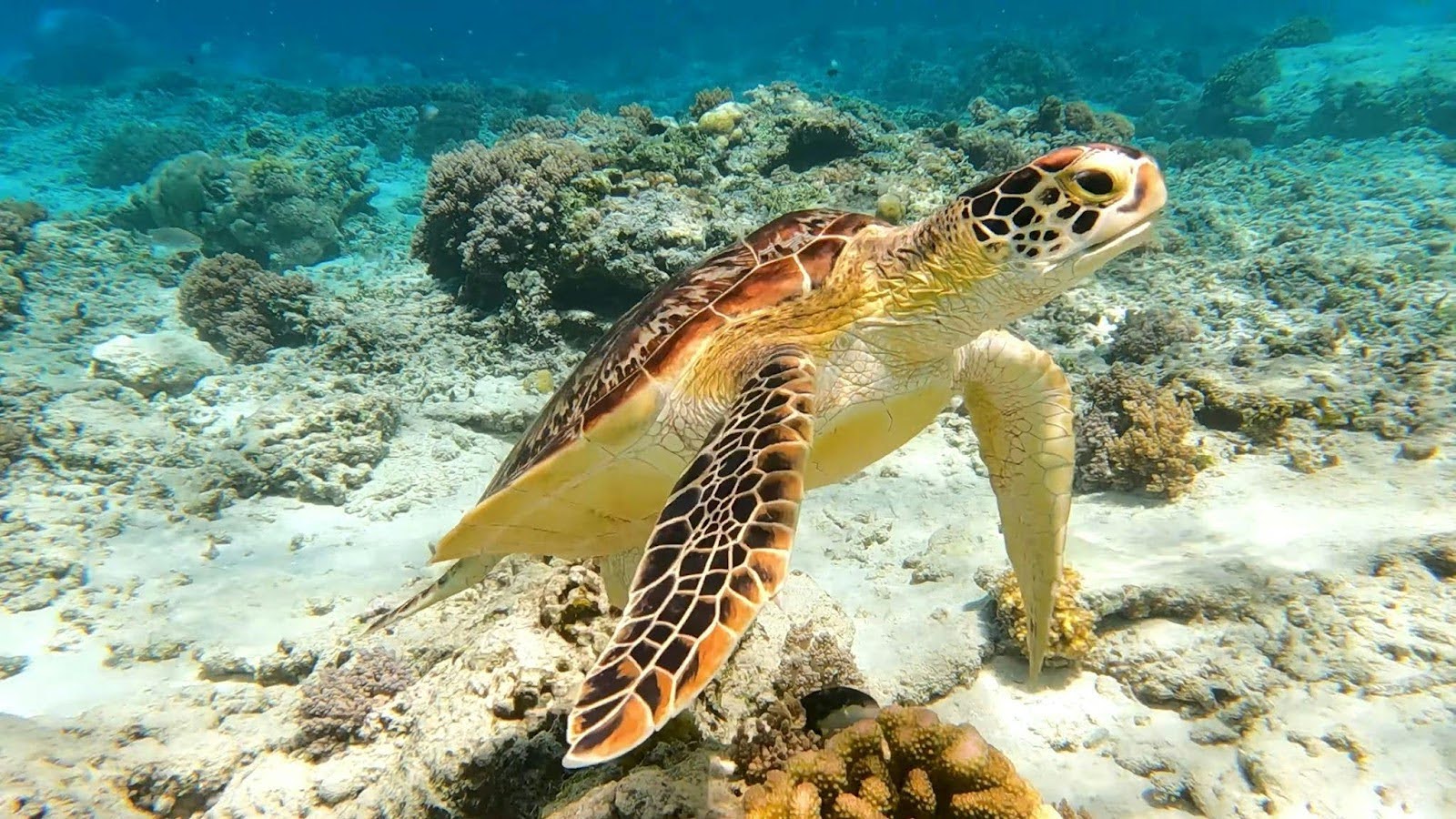 gili trawangan