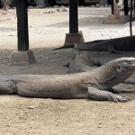 komodo national park