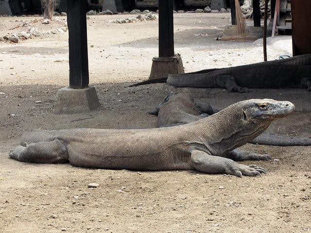 komodo national park
