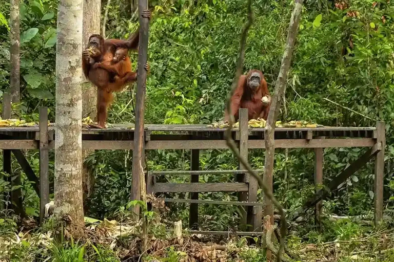 Borneo Orang Utan